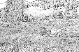 Bisonte Pàgines Per Pintar Imprimibles